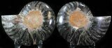 Split Black/Orange Ammonite Pair - Unusual Coloration #29589-1